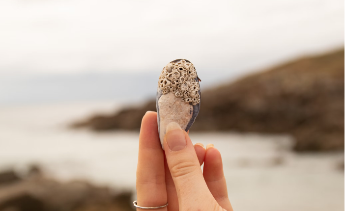 Une femme portant une bague de fiançailles, après que son partenaire l’a dissimulée dans un coquillage pour une demande pleine de surprise.