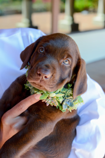 engagement ring around dog’s collar for a cute surprise proposal